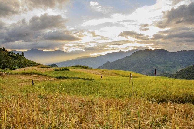 梯田, 自然, 米饭