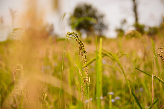 梯田, 米饭, 日落